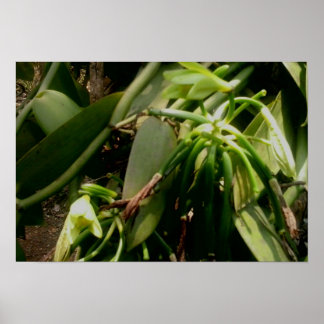 Poster Vanille Plante Orchidées Photo