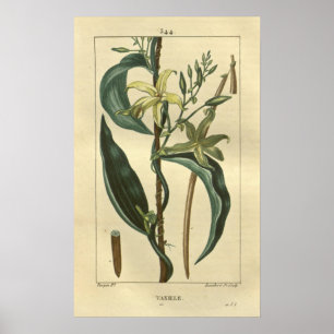 Poster VANILLE, Vanilla Plante Imprimer
