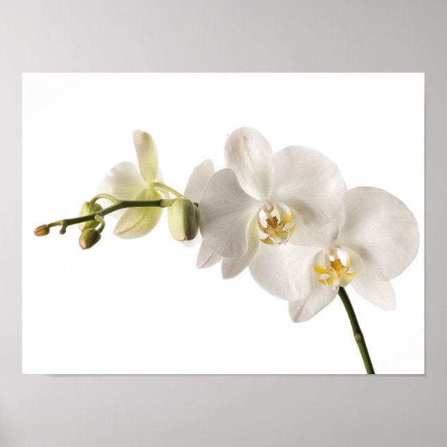 Poster Vaporisateur floral blanc Dendrobium Orchidée (Devant)