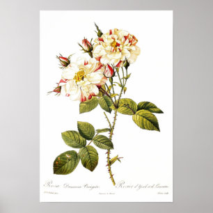 Poster Variegata de damascena de Rosa