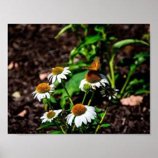 Poster Variegated Fritillary Butterfly
