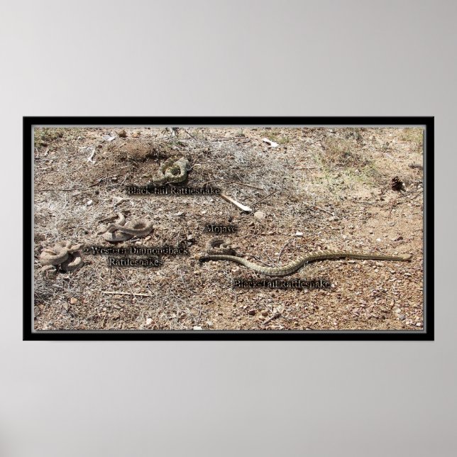 Poster Variété De Congrès, Arizona Rattlesnakes (Devant)