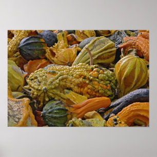 Poster Variété de courge