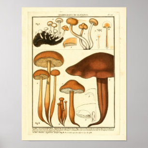 Poster Variété vintage de champignons Brown Français Impr