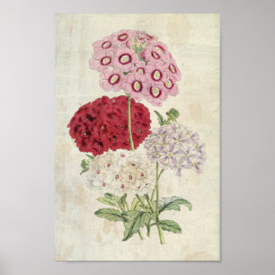 Poster Variétés botaniques vintages de Verbenas