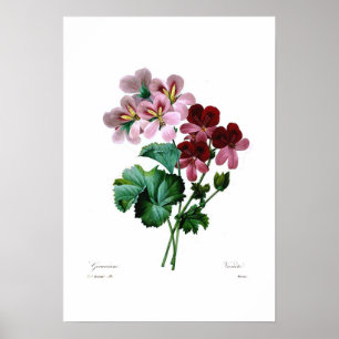 Poster Variétés de géranium