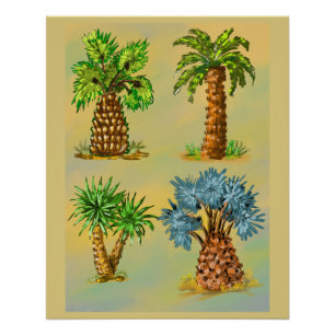 Poster Variétés de palmiers en couleurs.