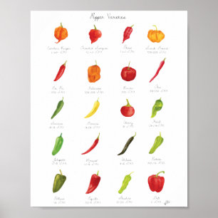 Poster Variétés de poivre aquarelle Infographie