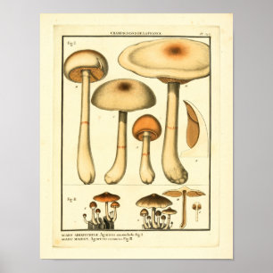 Poster Variétés vintages de champignons Art français Impr