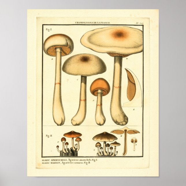 Poster Variétés vintages de champignons Art français Impr (Devant)
