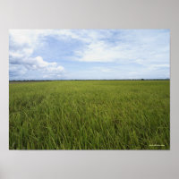 vastes rizières ouvertes