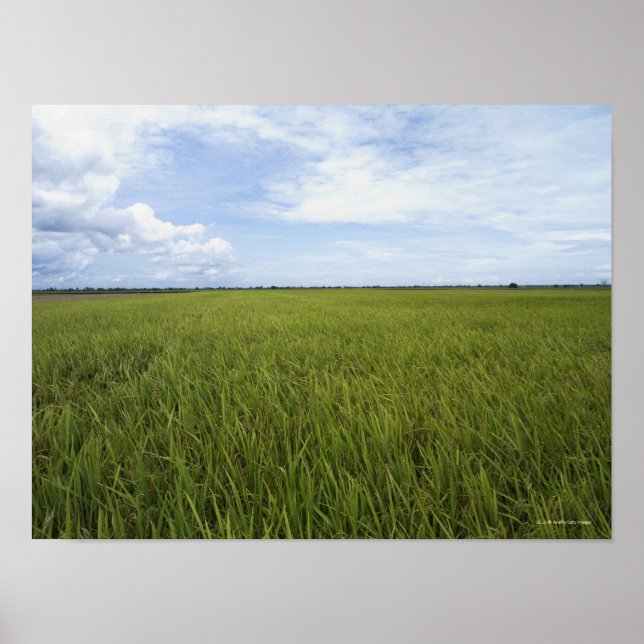 Poster vastes rizières ouvertes (Devant)