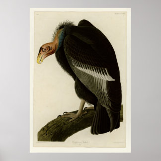 Poster Vautour californien