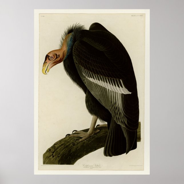 Poster Vautour californien (Devant)