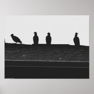 Poster Vautour de Turquie,