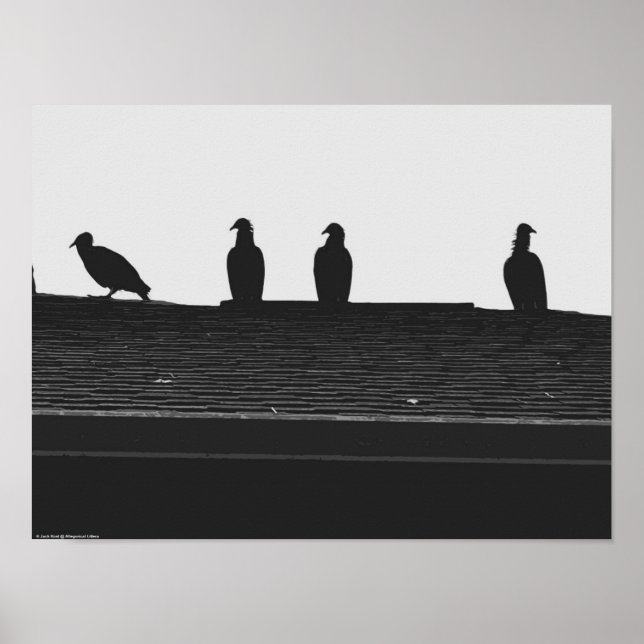 Poster Vautour de Turquie, (Devant)