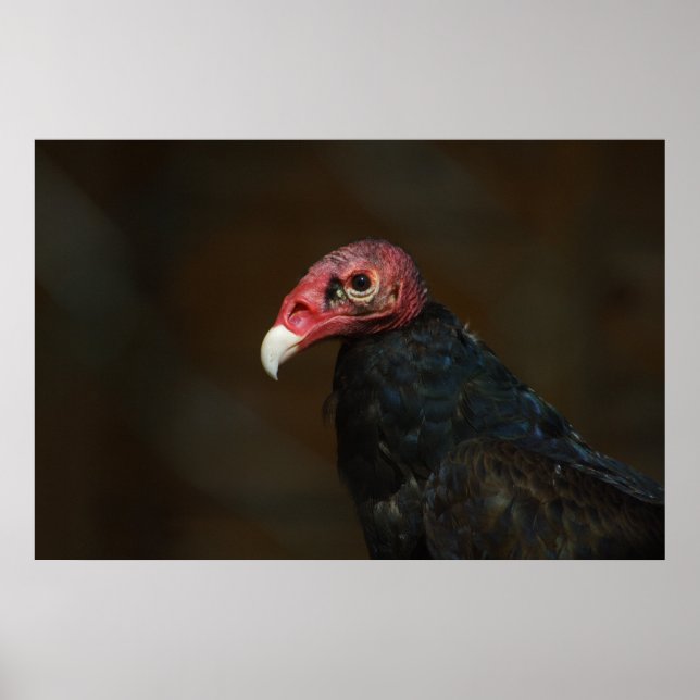 Poster Vautour de Turquie (Devant)