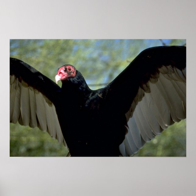 Poster Vautour de Turquie étalant de grandes ailes (Devant)