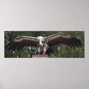 Poster Vautour du Griffon