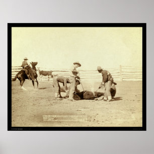 Poster Veaux de marquage à chaud sur l'écart-type 1888 