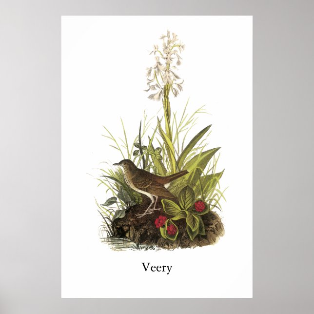 Poster Veery, John Audubon (Devant)