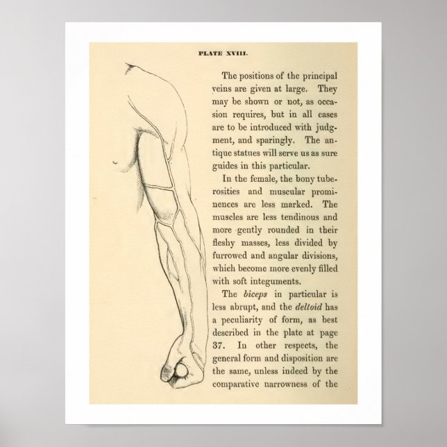 Poster Veines anatomiques vintages du bras humain (Devant)