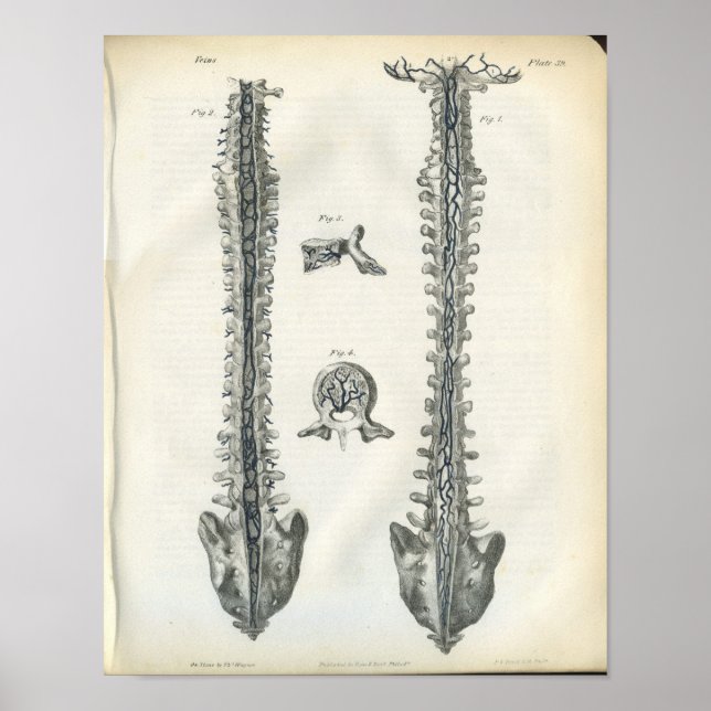 Poster Veines de l'anatomie de la colonne vertébrale Impr (Devant)