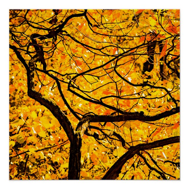 Poster Veines D'Or De L'Automne (Devant)
