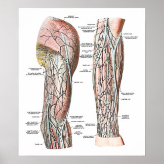 Poster Veines du bras