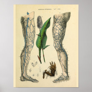 Poster Veines pieds jambe Vintage Anatomie Art Imprimer