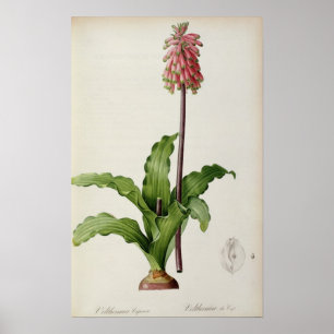Poster Veltheimia Capensis, de "Les Liliacees", vers 1805