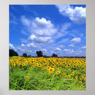 Poster Vent balayé, tournesols (COPIE)