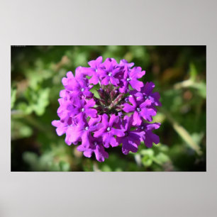 Poster Verbena,