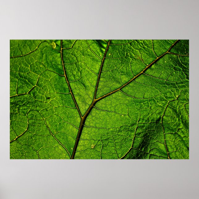 Poster Verdure des veines de feuilles de papillon (Devant)