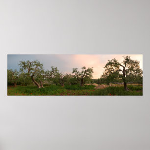 Poster Verger d'olivier à l'affiche de coucher du soleil