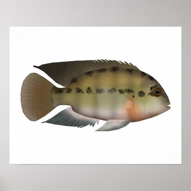 Poster Véritable Parrot Cichlid (Devant)