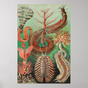 Poster Vers, Annelids Chaetopoda par Ernst Haeckel