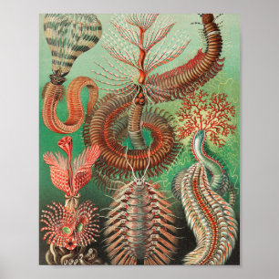 Poster Vers, Annelids Chaetopoda par Ernst Haeckel