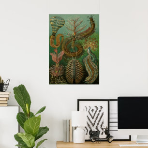 Poster Vers vintages Annelids Chaetopoda par Ernst Haecke