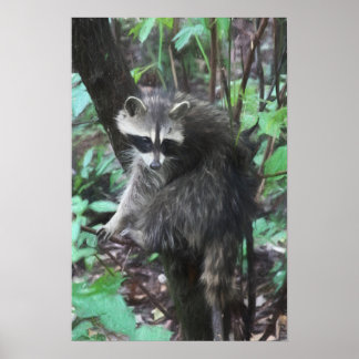 Poster Version Raccoon