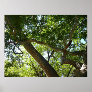 Poster Vert de la nature de l'érable sycomore