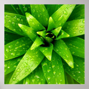 Poster vert de macro