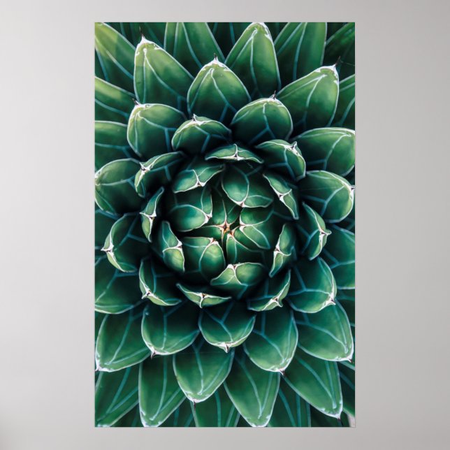 Poster Vert et blanc Succulent (Devant)
