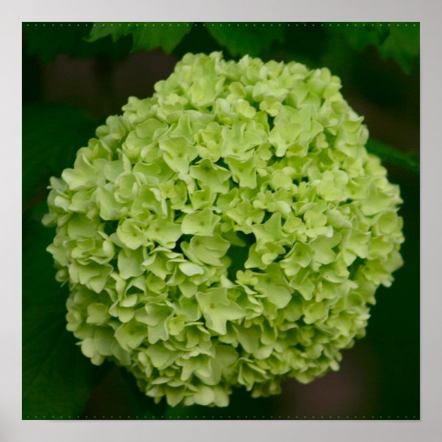 Poster vert Hydrangea (Devant)