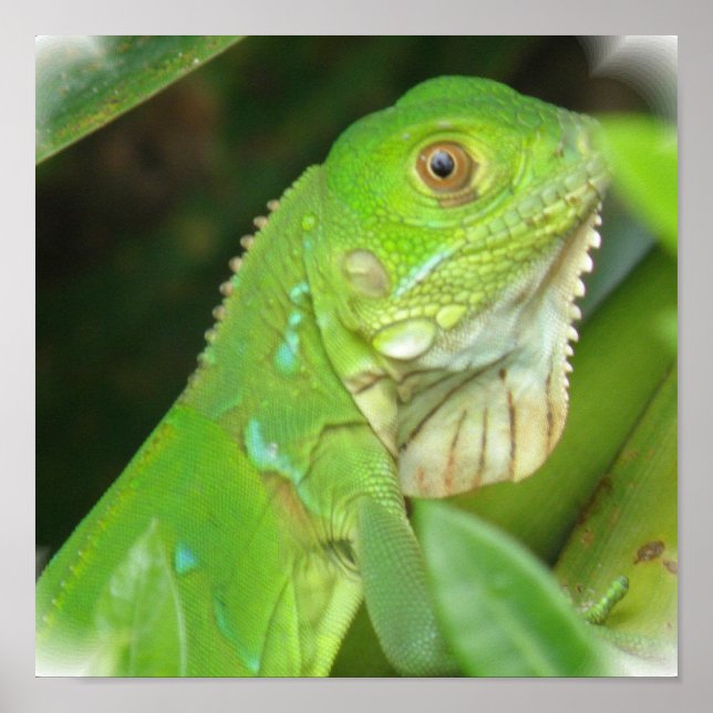 Poster vert Lizard Imprimer (Devant)