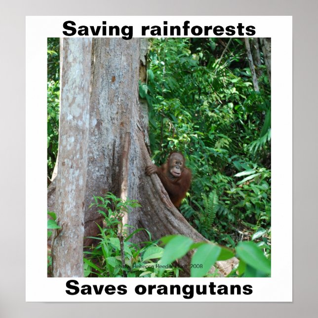 Poster Vert pour les forêts tropicales et les orangs-outa (Devant)