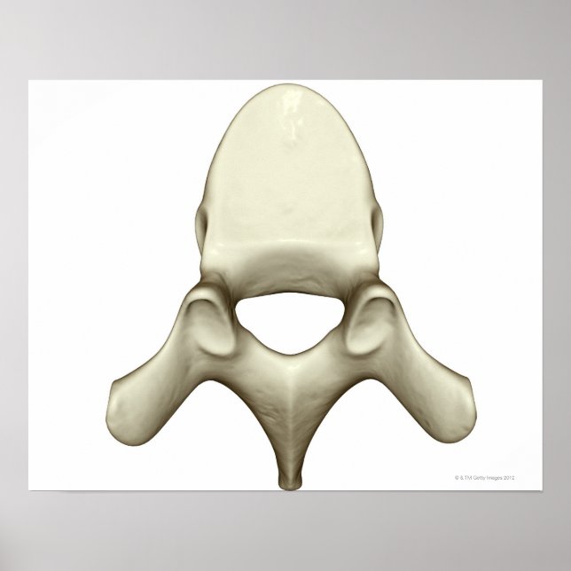 Poster Vertebrae (Devant)