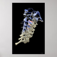 Vertèbre cervicale 4