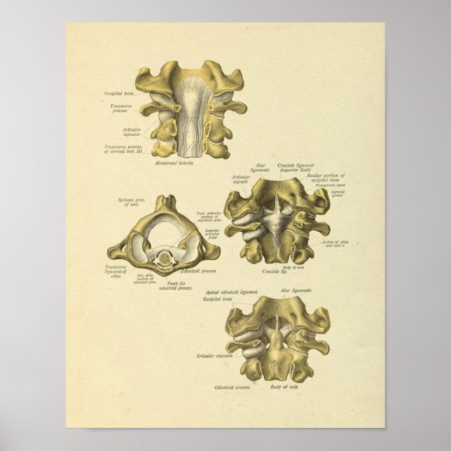 Poster Vertèbre cervicale Anatomie des os de colonne vert (Devant)