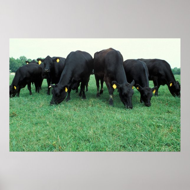 Poster Vestiaire d'Angus (Devant)